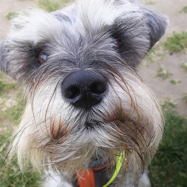 Grote foto dwergschnauzer pups dieren en toebehoren overige honden