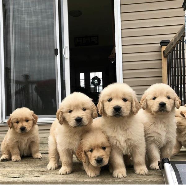 Grote foto golden pups te reserveren dieren en toebehoren retrievers spani ls en waterhonden