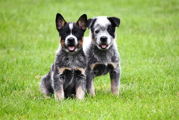 Grote foto australian cattle dog pups te koop dieren en toebehoren herdershonden en veedrijvers