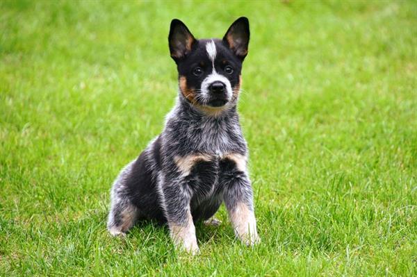 Grote foto australian cattle dog pups te koop dieren en toebehoren herdershonden en veedrijvers