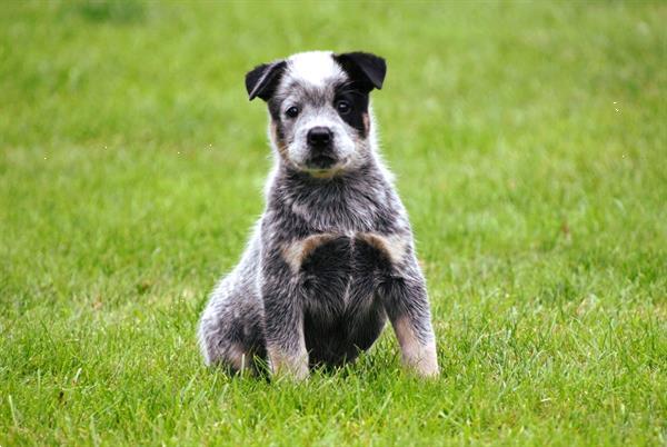 Grote foto australian cattle dog pups te koop dieren en toebehoren herdershonden en veedrijvers