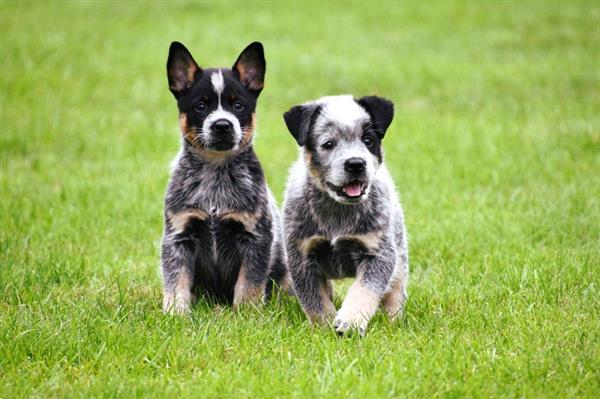 Grote foto australian cattle dog pups te koop dieren en toebehoren herdershonden en veedrijvers