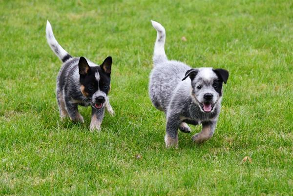 Grote foto australian cattle dog pups te koop dieren en toebehoren herdershonden en veedrijvers