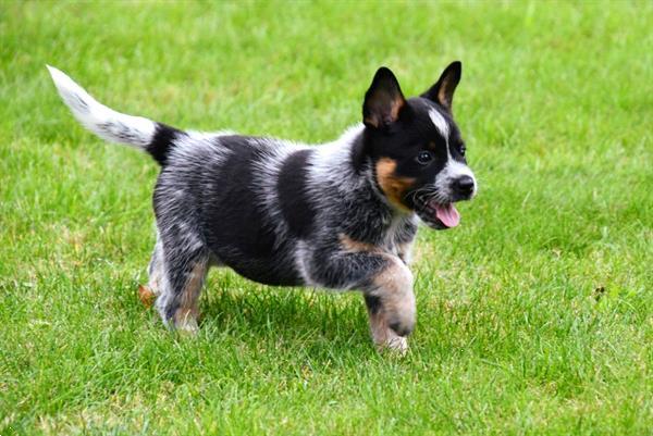 Grote foto australian cattle dog pups te koop dieren en toebehoren herdershonden en veedrijvers