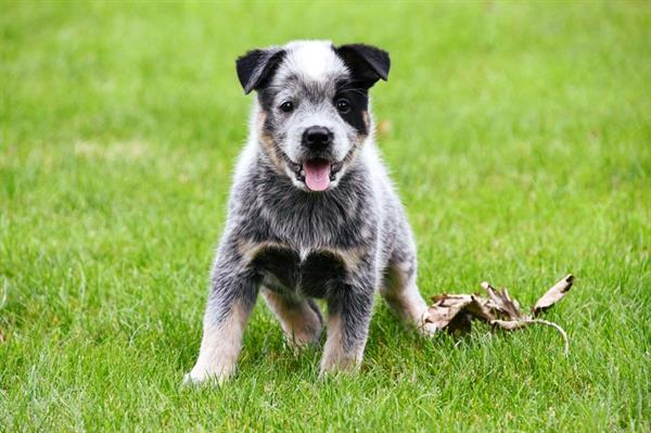 Grote foto australian cattle dog pups te koop dieren en toebehoren herdershonden en veedrijvers