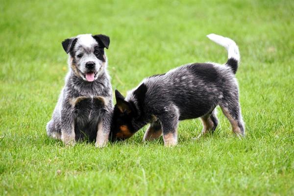 Grote foto australian cattle dog pups te koop dieren en toebehoren herdershonden en veedrijvers