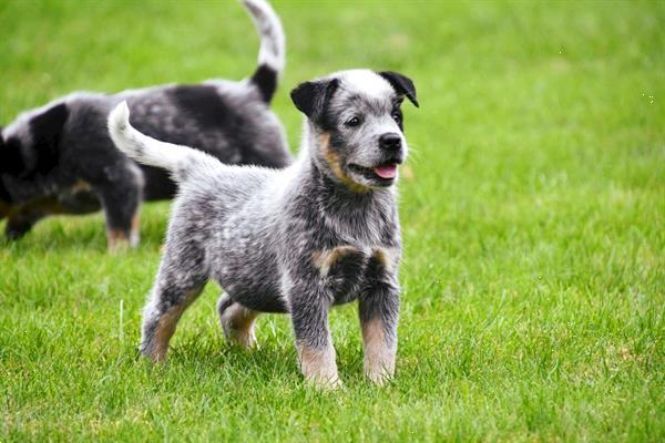 Grote foto australian cattle dog pups te koop dieren en toebehoren herdershonden en veedrijvers