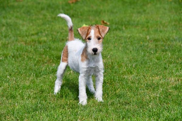 Grote foto fox terri r pups te koop ruwharig dieren en toebehoren jack russells en terri rs