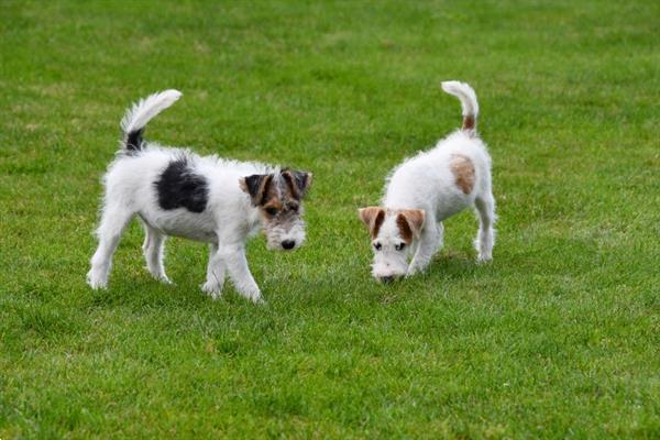 Grote foto fox terri r pups te koop ruwharig dieren en toebehoren jack russells en terri rs