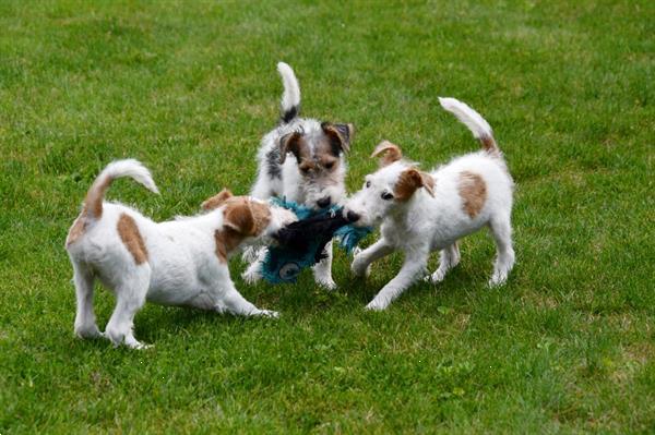 Grote foto fox terri r pups te koop ruwharig dieren en toebehoren jack russells en terri rs