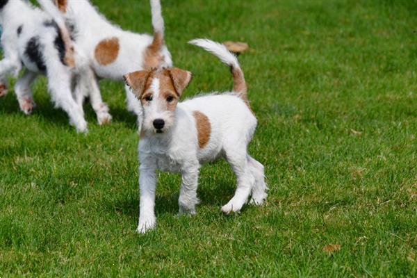 Grote foto fox terri r pups te koop ruwharig dieren en toebehoren jack russells en terri rs