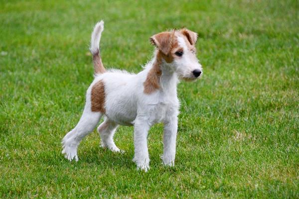 Grote foto fox terri r pups te koop ruwharig dieren en toebehoren jack russells en terri rs