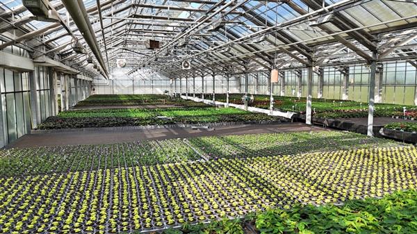 Grote foto tuinbouwbedrijf te koop wegens gezondheidsredenen agrarisch glastuinbouw