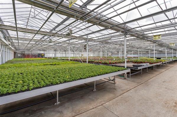 Grote foto tuinbouwbedrijf te koop wegens gezondheidsredenen agrarisch glastuinbouw