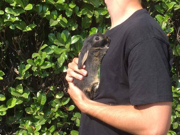 Grote foto nederlandse dwerghangoortjes dieren en toebehoren konijnen