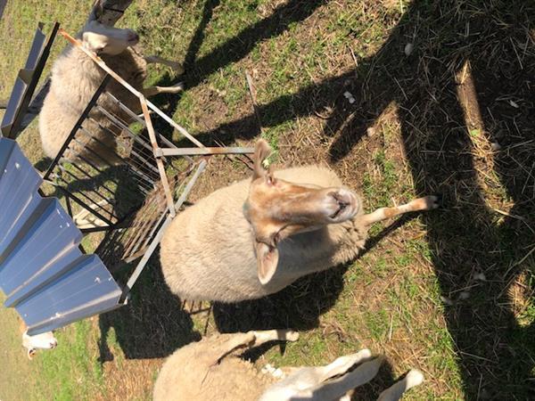 Grote foto twee kempische heideschapen te koop dieren en toebehoren schapen geiten en varkens