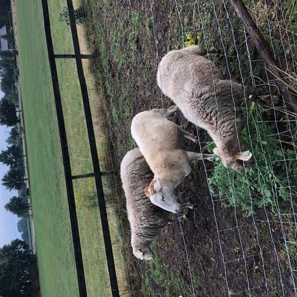 Grote foto twee kempische heideschapen te koop dieren en toebehoren schapen geiten en varkens