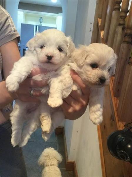 Grote foto bichon maltese puppy dieren en toebehoren chihuahua en gezelschapshonden