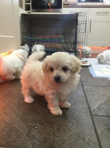 Grote foto bichon maltese puppy dieren en toebehoren chihuahua en gezelschapshonden