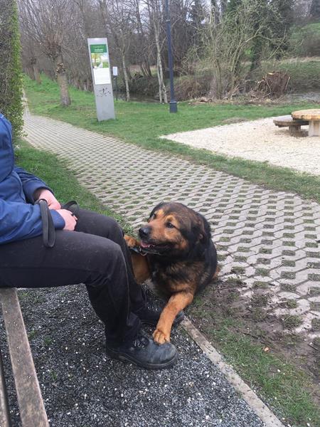 Grote foto kruising tussen berner sernner en mechelaar dieren en toebehoren niet rashonden