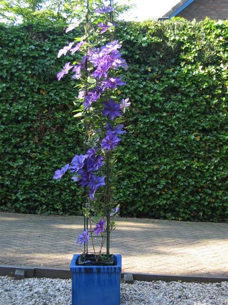 Grote foto plantensteunen voor rozen clematis klimop jasmijn tuin en terras bloemen en planten