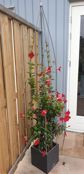 Grote foto plantensteunen voor rozen clematis klimop jasmijn tuin en terras bloemen en planten