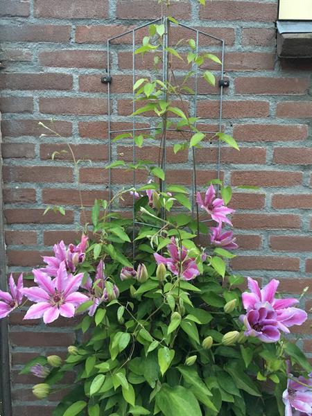 Grote foto plantensteunen voor rozen clematis klimop jasmijn tuin en terras bloemen en planten