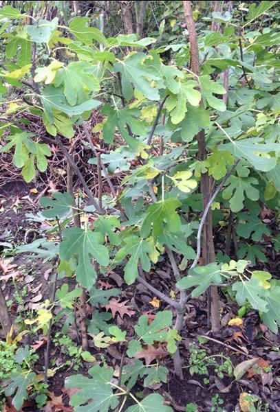 Grote foto vijgenboompjes ficus carica. tuin en terras fruitbomen