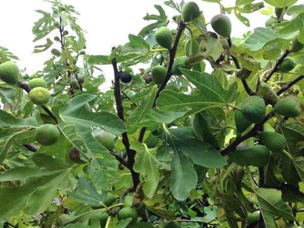 Grote foto vijgenboompjes ficus carica. tuin en terras fruitbomen