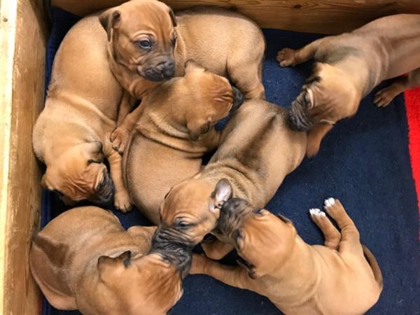 Grote foto rhodesian ridgeback puppy dieren en toebehoren bulldogs pinschers en molossers