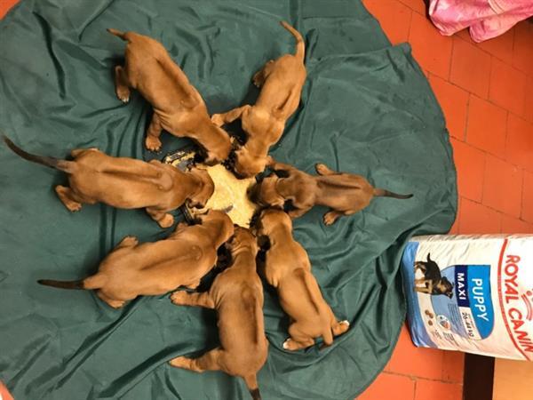 Grote foto rhodesian ridgeback puppy dieren en toebehoren bulldogs pinschers en molossers