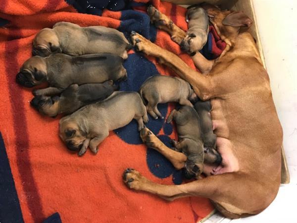 Grote foto rhodesian ridgeback puppy dieren en toebehoren bulldogs pinschers en molossers