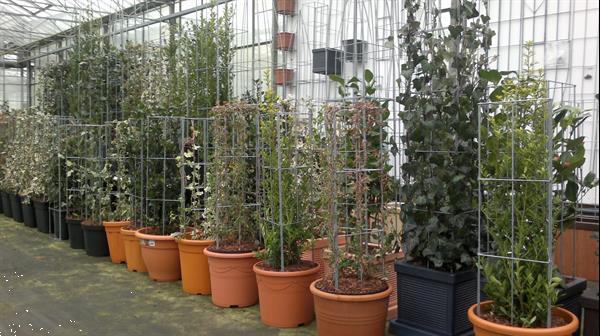 Grote foto verticale tuinhaag klimplant tuin terras balkon. tuin en terras klimplanten