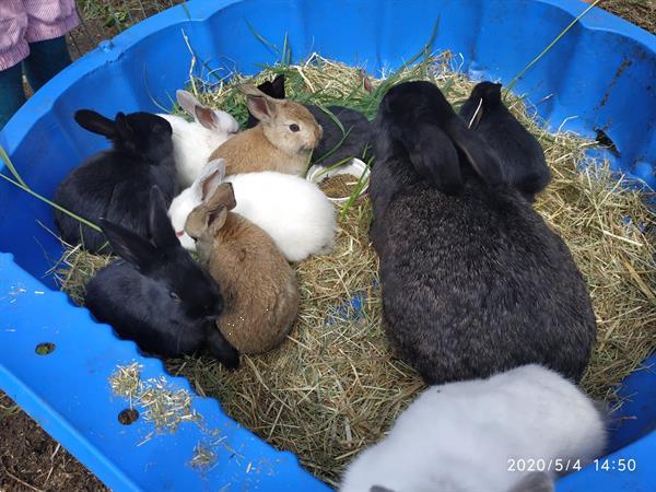 Grote foto konijnen te koop dieren en toebehoren konijnen