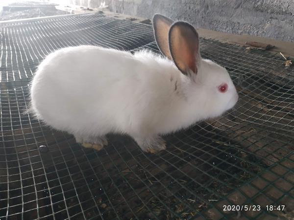 Grote foto konijnen te koop dieren en toebehoren konijnen