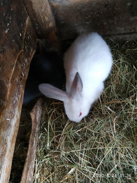Grote foto konijnen te koop dieren en toebehoren konijnen