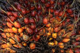 Grote foto palmolie voor koken biodiesel en ander gebruik agrarisch akkerbouw