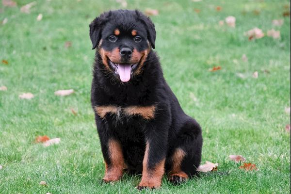 Grote foto rottweiler pups te koop dieren en toebehoren bulldogs pinschers en molossers