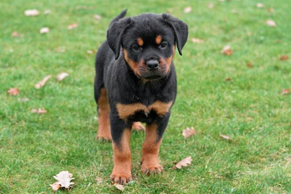 Grote foto rottweiler pups te koop dieren en toebehoren bulldogs pinschers en molossers