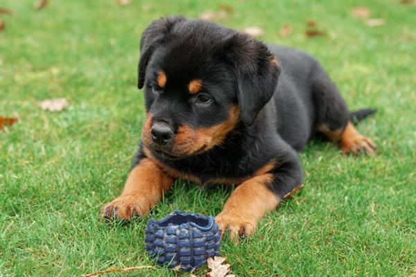 Grote foto rottweiler pups te koop dieren en toebehoren bulldogs pinschers en molossers