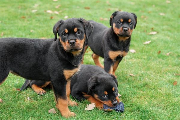 Grote foto rottweiler pups te koop dieren en toebehoren bulldogs pinschers en molossers