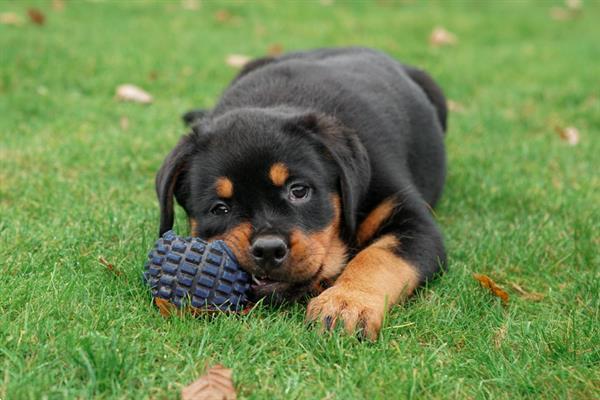 Grote foto rottweiler pups te koop dieren en toebehoren bulldogs pinschers en molossers