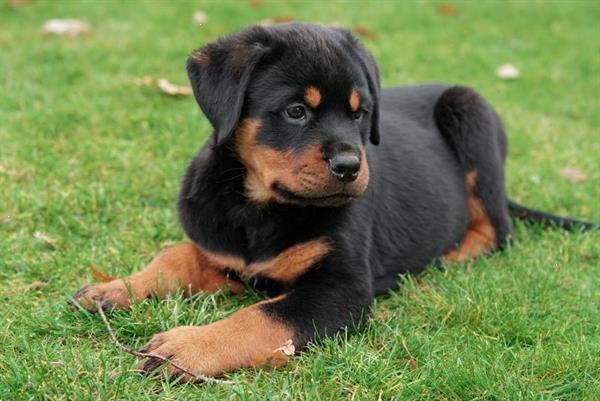 Grote foto rottweiler pups te koop dieren en toebehoren bulldogs pinschers en molossers