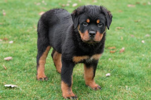 Grote foto rottweiler pups te koop dieren en toebehoren bulldogs pinschers en molossers