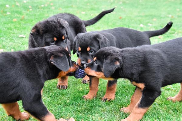 Grote foto rottweiler pups te koop dieren en toebehoren bulldogs pinschers en molossers