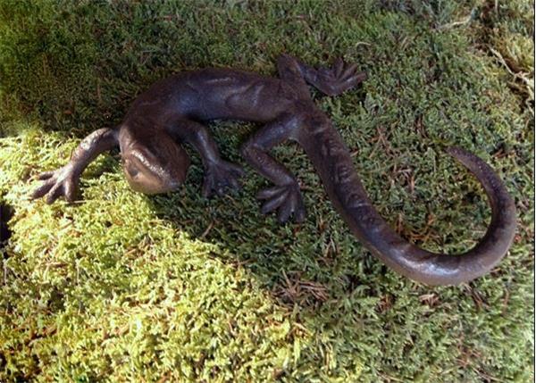 Grote foto salamander mooie hagedis decoratie gecko van gietijzer tuin en terras tuindecoratie