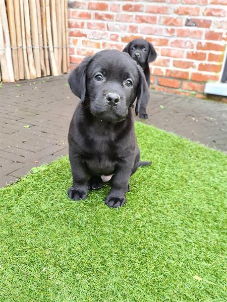 Grote foto prachtige zwarte labrador pups ouders aanwezig dieren en toebehoren retrievers spani ls en waterhonden