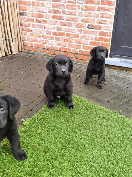 Grote foto prachtige zwarte labrador pups ouders aanwezig dieren en toebehoren retrievers spani ls en waterhonden