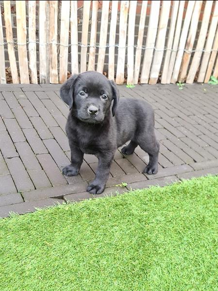 Grote foto prachtige zwarte labrador pups ouders aanwezig dieren en toebehoren retrievers spani ls en waterhonden