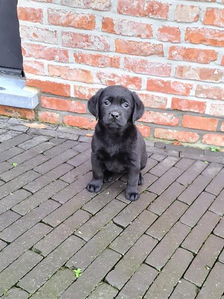 Grote foto prachtige zwarte labrador pups ouders aanwezig dieren en toebehoren retrievers spani ls en waterhonden